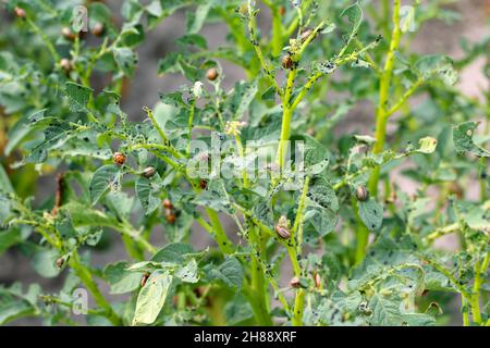 Kartoffelanbau, der durch Larven und Käfer des Kartoffelkäfers von Colorado (Leptinotarsa decemlineata), auch bekannt als zehnsäuriger Kartoffelkäfer, zerstört wird. Stockfoto