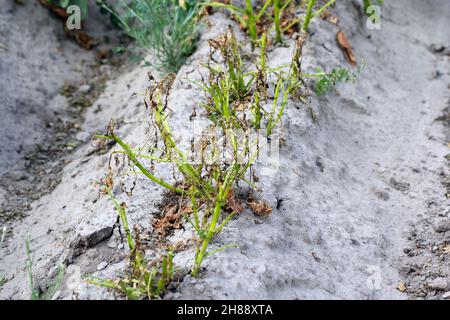 Kartoffelanbau, der durch Larven und Käfer des Kartoffelkäfers von Colorado (Leptinotarsa decemlineata), auch bekannt als zehnsäuriger Kartoffelkäfer, zerstört wird. Stockfoto