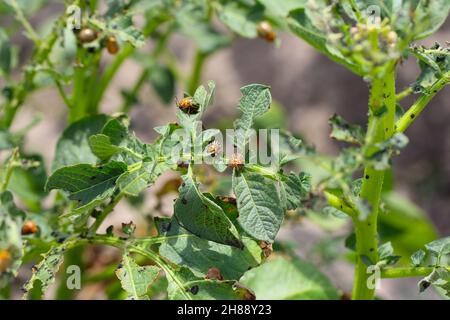 Kartoffelanbau, der durch Larven und Käfer des Kartoffelkäfers von Colorado (Leptinotarsa decemlineata), auch bekannt als zehnsäuriger Kartoffelkäfer, zerstört wird. Stockfoto