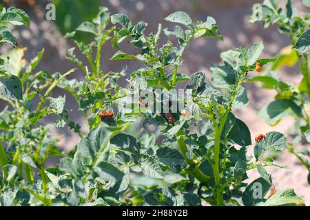 Kartoffelanbau, der durch Larven und Käfer des Kartoffelkäfers von Colorado (Leptinotarsa decemlineata), auch bekannt als zehnsäuriger Kartoffelkäfer, zerstört wird. Stockfoto