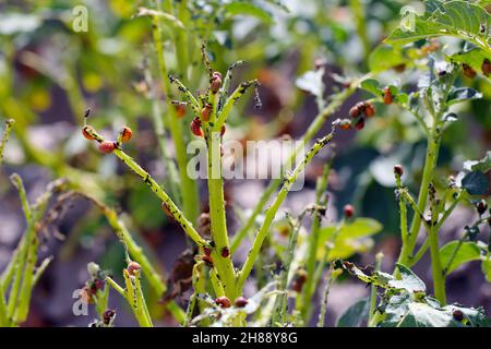 Kartoffelanbau, der durch Larven und Käfer des Kartoffelkäfers von Colorado (Leptinotarsa decemlineata), auch bekannt als zehnsäuriger Kartoffelkäfer, zerstört wird. Stockfoto