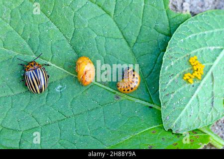 Alle Entwicklungsstufen: Eier, Larven, Puppen und Käfer des Kartoffelkäfers Colorado (Leptinotarsa decemlineata) - der wichtigste Schädling der Kartoffelkulturen Stockfoto