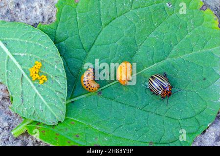 Alle Entwicklungsstufen: Eier, Larven, Puppen und Käfer des Kartoffelkäfers Colorado (Leptinotarsa decemlineata) - der wichtigste Schädling der Kartoffelkulturen Stockfoto