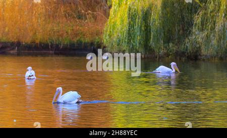 London, Großbritannien, 28th. November 2021. Die Pelikane im St James' Park schwimmen im Teich, wobei sich die wunderschönen Herbstfarben im Wasser spiegeln. Nach Tagen des Regens und des stürmischen Wetters sieht London einen Tag mit schönem, klaren blauen Himmel und Sonnenschein, aber mit kälteren Temperaturen. Stockfoto