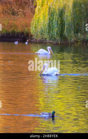 London, Großbritannien, 28th. November 2021. Die Pelikane im St James' Park schwimmen im Teich, wobei sich die wunderschönen Herbstfarben im Wasser spiegeln. Nach Tagen des Regens und des stürmischen Wetters sieht London einen Tag mit schönem, klaren blauen Himmel und Sonnenschein, aber mit kälteren Temperaturen. Stockfoto