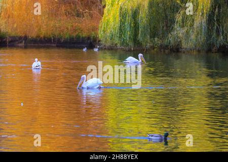 London, Großbritannien, 28th. November 2021. Die Pelikane im St James' Park schwimmen im Teich, wobei sich die wunderschönen Herbstfarben im Wasser spiegeln. Nach Tagen des Regens und des stürmischen Wetters sieht London einen Tag mit schönem, klaren blauen Himmel und Sonnenschein, aber mit kälteren Temperaturen. Stockfoto