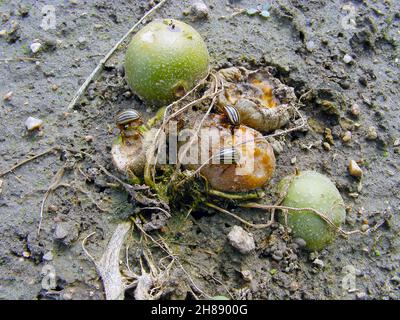 Kartoffelkäfer in Colorado essen Kartoffelknollen Stockfoto