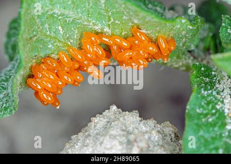 Colorado Kartoffelkäfer-Eier auf Kartoffelblatt Stockfoto