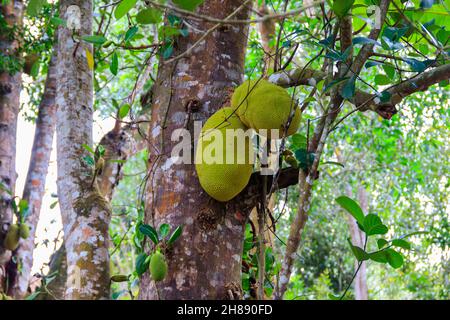 Jackfruits auf einem Baum im Obstgarten Stockfoto