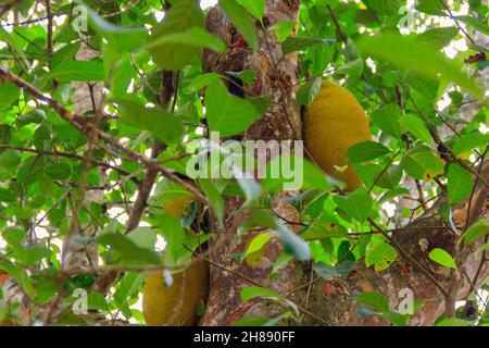 Jackfruits auf einem Baum im Obstgarten Stockfoto