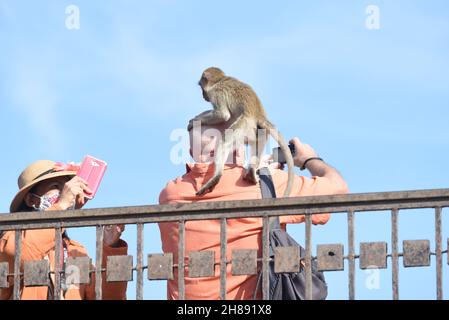 Thailand - Affen klettern auf die Leichen von Touristen. Bei der 'Rollstuhl-Affenparty 2021' 33rd in Phra Prang Sam Yot in der Stadt Lopburi, am Sonntag, den 28. November 2021. (Foto von Teera Noisakran / Pacific Press) Stockfoto