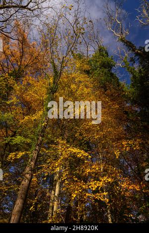 Bäume in Herbstfarben, Unechte, Nordwales Stockfoto