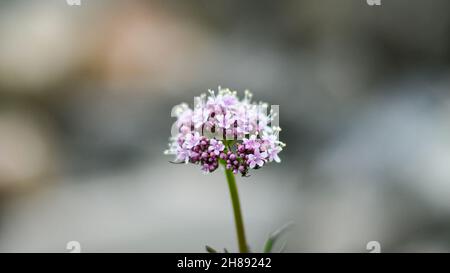 Details von kleinen Lavendelblüten auf natürlichem Hintergrund. Stockfoto