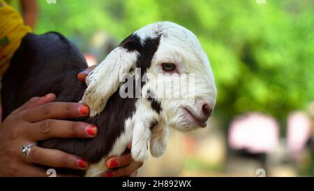 Neugeborenes Ziegenbaby sitzt im Bauernhaus mit einem sonnigen Frühlingstag. Weißes Ziegenkind auf Stroh liegend. Tierfarm. Stockfoto