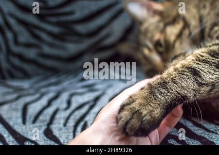 Die Frau hält die Pfote einer Katze in der Hand. Nahaufnahme im Hochformat Stockfoto