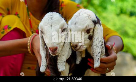 Paar entzückende Ziegenlinge, Kinder zwei kleine Ziegenbaby, die in der Tierfarm spielen. Kleine Haustiere in Indien Stockfoto