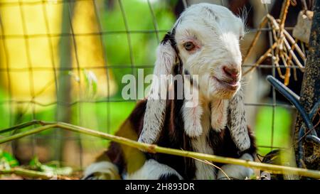 Neugeborenes Ziegenbaby spielt im Bauernhaus mit einem sonnigen Frühlingstag. Entzückende weiße Ziege Kind liegt auf Stroh. Tierfarm. Stockfoto