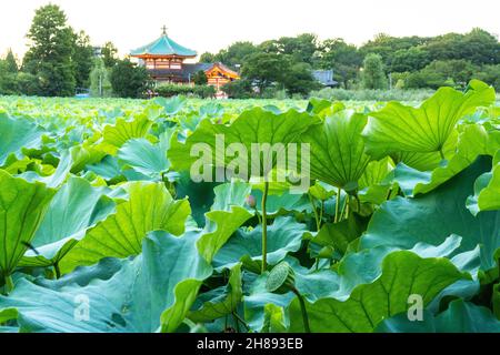 Blühende Lotuspflanzen auf dem Shinobzu Teich und dem Benten Tempel im Ueno Park, Tokio, Japan. Stockfoto