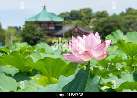 Blühende Lotuspflanzen auf dem Shinobzu Teich und dem Benten Tempel im Ueno Park, Tokio, Japan. Stockfoto