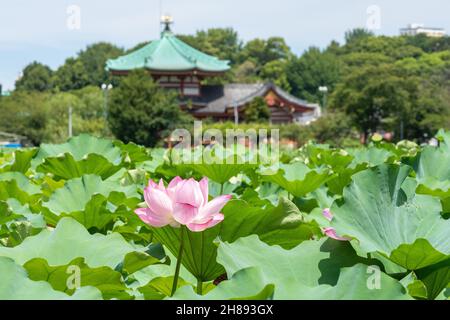 Blühende Lotuspflanzen auf dem Shinobzu Teich und dem Benten Tempel im Ueno Park, Tokio, Japan. Stockfoto