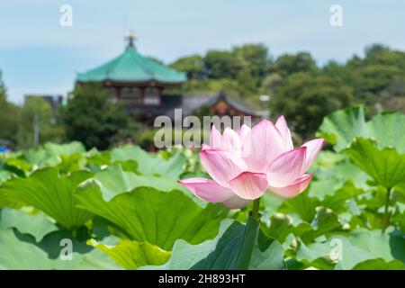 Blühende Lotuspflanzen auf dem Shinobzu Teich und dem Benten Tempel im Ueno Park, Tokio, Japan. Stockfoto