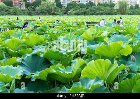 Japanische Menschen versammeln sich um blühende Lotuspflanzen am Shinobzu Pond im Ueno Park, Tokio, Japan. Stockfoto