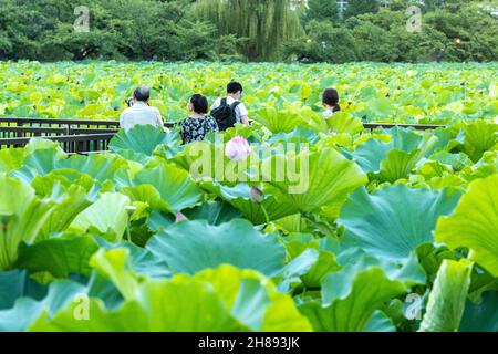 Japanische Menschen versammeln sich um blühende Lotuspflanzen am Shinobzu Pond im Ueno Park, Tokio, Japan. Stockfoto