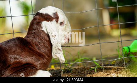 Neugeborenes Ziegenbaby sitzt im Bauernhaus mit einem sonnigen Frühlingstag. Weißes Ziegenkind auf Stroh liegend. Tierfarm. Stockfoto