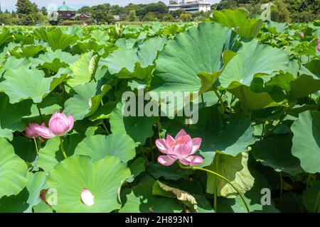 Blühende Lotuspflanzen auf dem Shinobzu Teich und dem Benten Tempel im Ueno Park, Tokio, Japan. Stockfoto