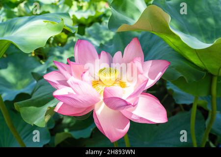 Blühende heilige Lotuspflanze mit dem Karpellargefäß, der am Shinobzu Teich und am Benten Tempel im Ueno Park, Tokyo, Japan, freigelegt wurde. Stockfoto