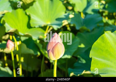 Rosafarbene Knospen, die bereit sind, sich auf der heiligen Lotuspflanze am Shinobzu Pond im Ueno Park, Tokio, Japan, zu öffnen. Stockfoto