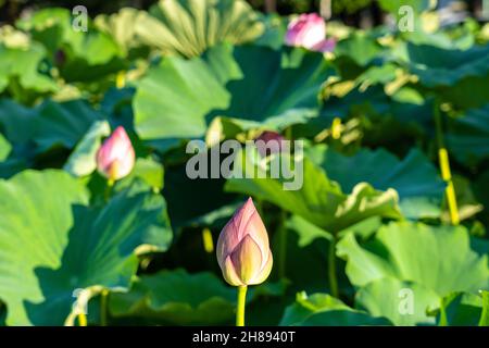 Rosafarbene Knospen, die bereit sind, sich auf der heiligen Lotuspflanze am Shinobzu Pond im Ueno Park, Tokio, Japan, zu öffnen. Stockfoto