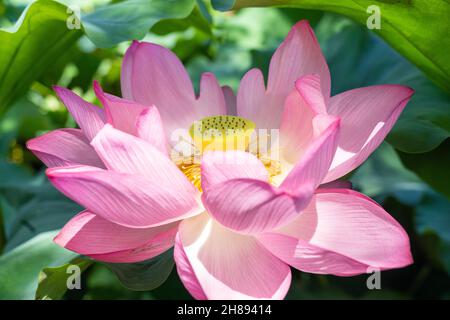 Blühende heilige Lotuspflanze mit dem Karpellargefäß, der am Shinobzu Teich und am Benten Tempel im Ueno Park, Tokyo, Japan, freigelegt wurde. Stockfoto
