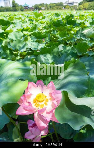 Blühende heilige Lotuspflanze mit dem Karpellargefäß, der am Shinobzu Teich und am Benten Tempel im Ueno Park, Tokyo, Japan, freigelegt wurde. Stockfoto