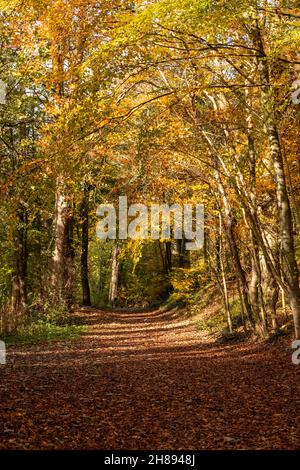 Bäume in Herbstfarben, Unechte, Nordwales Stockfoto