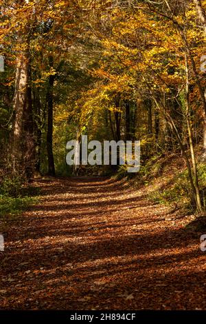Bäume in Herbstfarben, Unechte, Nordwales Stockfoto