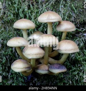 Schwefelbüschel wachsen auf verrottiertem Holz im Huddart Park, San Mateo County, Kalifornien, USA. Stockfoto