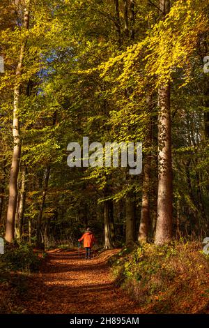 Bäume in Herbstfarben, Unechte, Nordwales Stockfoto