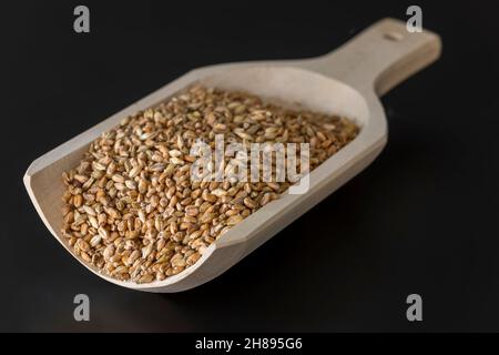 Schaufel Gerstenmalz zum Brauen Stockfoto