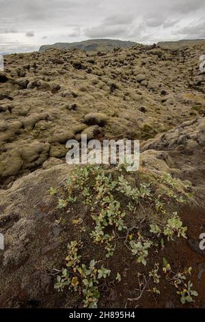 Blick auf die Lavafelder in island Stockfoto