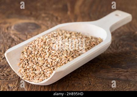 Schaufel Gerstenmalz zum Brauen Stockfoto