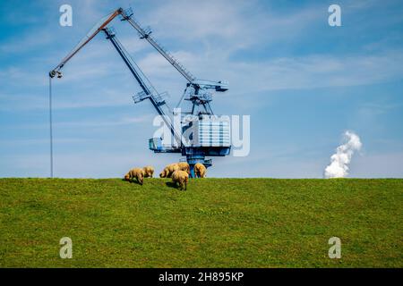 Schafe weiden auf dem Deich zum Hafen in Orsoy, Nordrhein-Westfalen, Deutschland Stockfoto