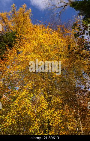 Bäume in Herbstfarben, Unechte, Nordwales Stockfoto