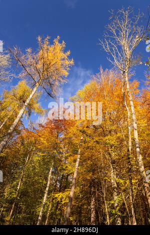 Bäume in Herbstfarben, Unechte, Nordwales Stockfoto