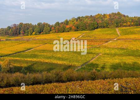 Schöne Hügel und Weinberge während der Herbstsaison in der Nähe von Monforte d'Alba. In der Region Langhe, Cuneo, Piemont, Italien. Stockfoto