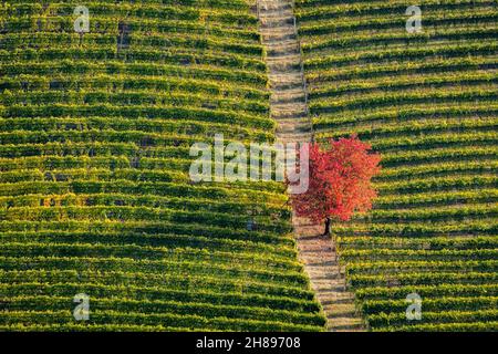 Erstaunliche Herbstfarben in der Nähe des Dorfes Serralunga d'Alba. In der Region Langhe, Cuneo, Piemont, Italien. Stockfoto