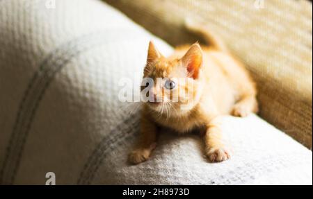 Ein kleines, niedliches Ingwer-Kätzchen sitzt auf der Rückseite eines Stuhls vor dem Fenster Stockfoto