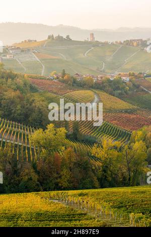 Wunderschöne Hügel und Weinberge während der Herbstsaison rund um Barbaresco Dorf. In der Region Langhe, Cuneo, Piemont, Italien. Stockfoto