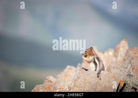 Niedliche Chipmunk essen zwischen Felsen, Kanadische Rockies, Kanada Stockfoto