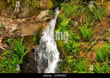 WA19819-00...WASHINGTON - kleine Kaskade/Wasserfall überquert auf dem Roaring Creek Creek Trail. Stockfoto